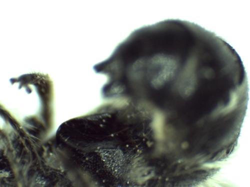 Chelostoma sp.